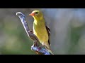 Phenomenal Finches For Cats to Watch - 11 Hours - Videos For Pets