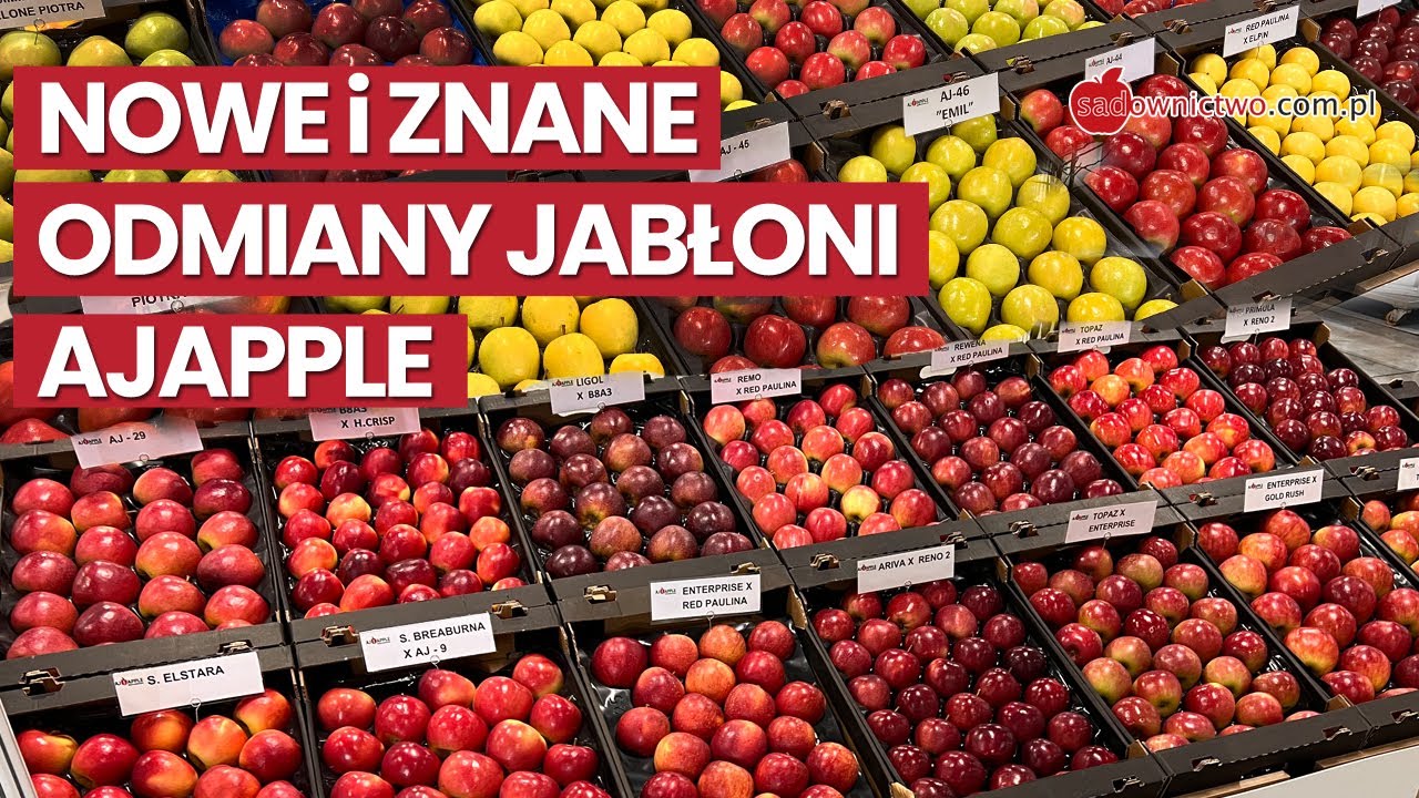 AJAPPLE - nowe i znane odmian jabłoni