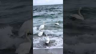 Одесса Черное море Лебеди