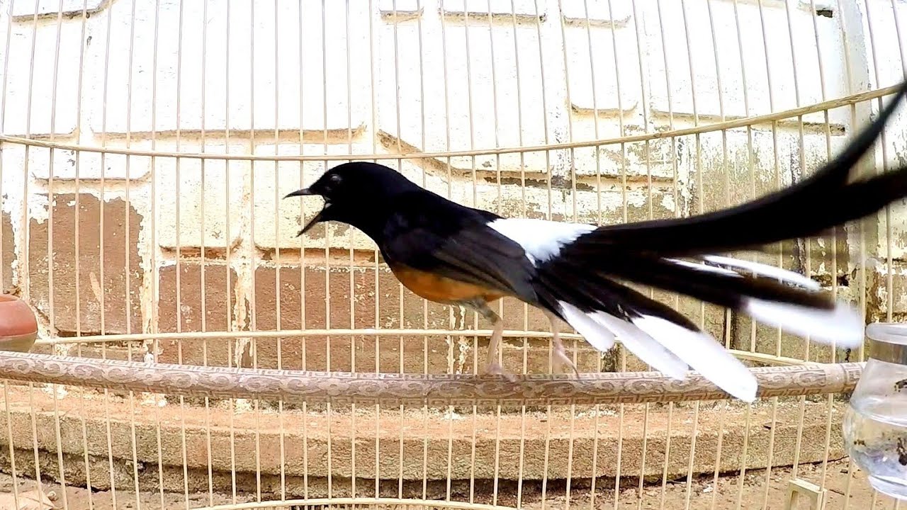 LỬA Nghe Là Kích THÍCH, Tạch Đập Kích Cực Nhạy, Chòe Lửa Hót Nhiều Giọng, Luyện Chòe Lửa Hót Căng