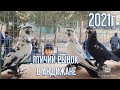 ПТИЧИЙ РЫНОК Г АНДИЖАН 23.11.2021 РЫНОК ГОЛУБЕЙ PIGEONS