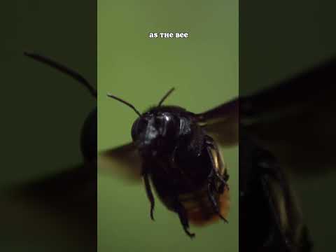 Hummingbirds are more