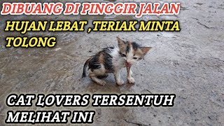 KETEMU ANAK KUCING DIPINGGIR JALAN ,KEHUJANAN BADAN GEMETAR SEMUA ‼️