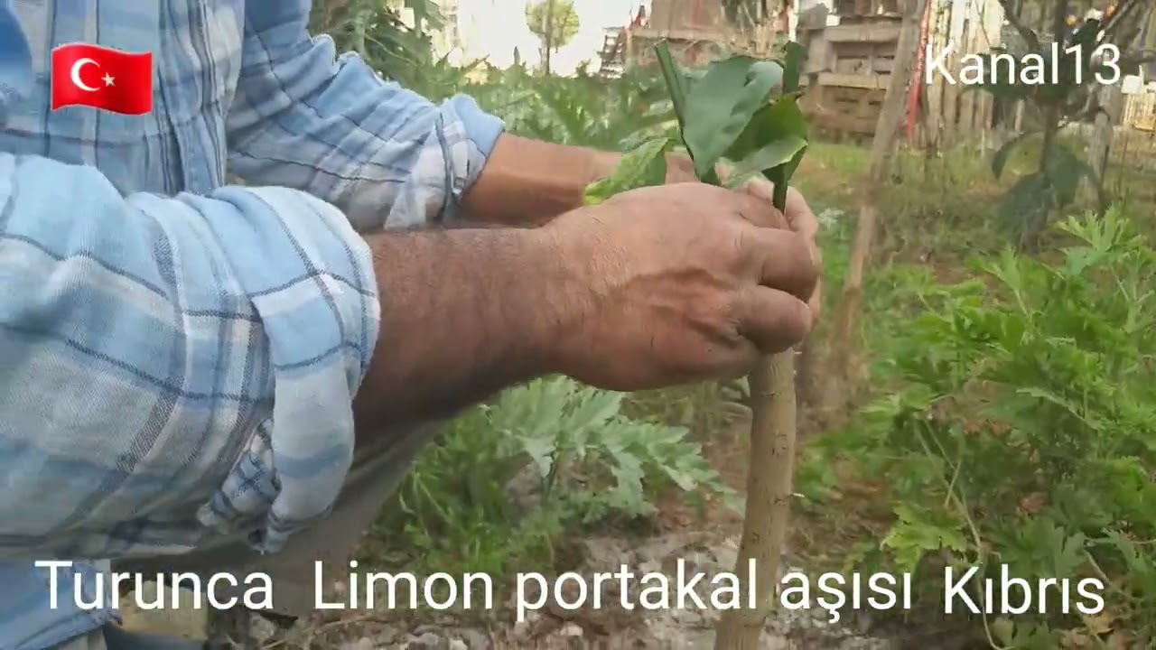 “Limon Portakal ve Osmanlı Aşısı: İki Ay Sonrası Şaşırtıcı Sonuçlar! İzleyin, Meşhur Aşıcı Veysel Anlatıyor!” videolu “Limon Portakal ve Osmanlı Aşısı: İki Ay Sonrası Şaşırtıcı Sonuçlar! İzleyin, Meşhur Aşıcı Veysel Anlatıyor!” videolu