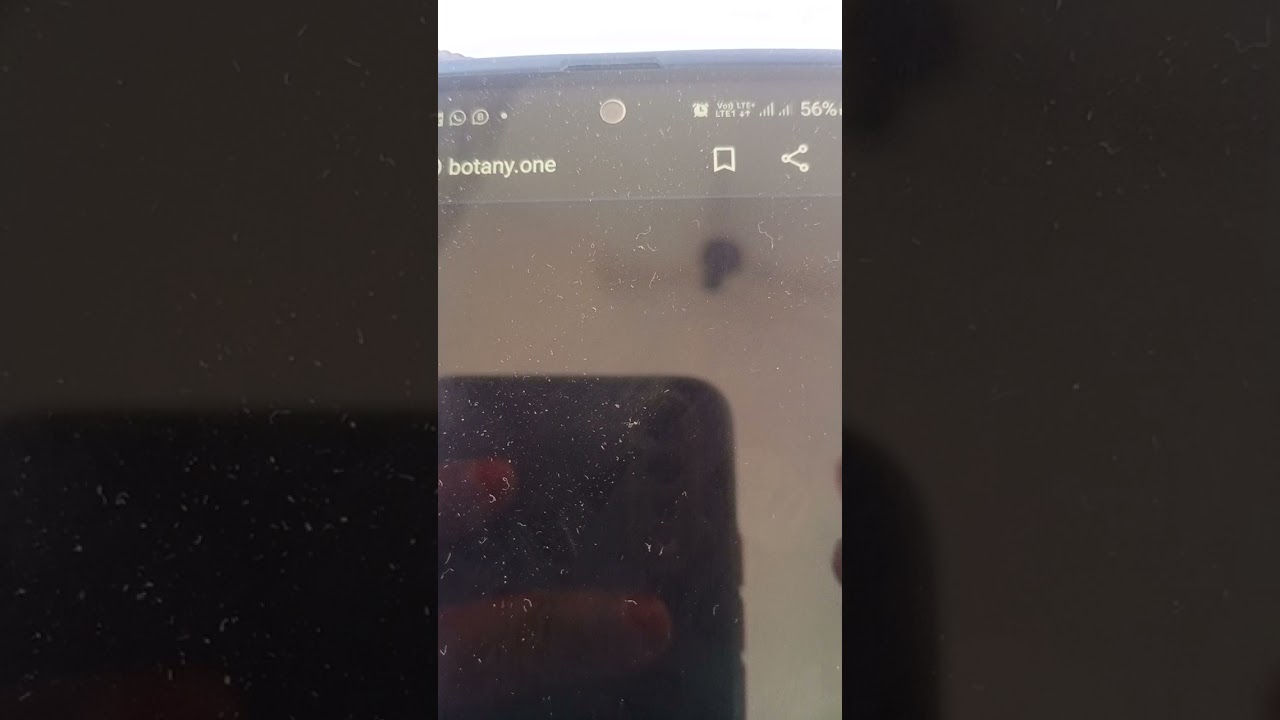 water stomata or  hydathodes