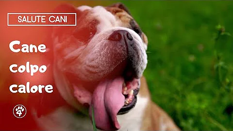 Cosa dare da mangiare al cane in calore?