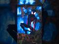SH Figuarts Across the Spiderverse Miles Morales. #tamashiinations #spiderman #miles #shfiguarts