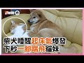 柴犬睡醒見橘貓妹妹躺身旁！起床氣爆發一腳踹飛牠｜寵物動物｜搞笑｜傻眼貓咪｜萌寵