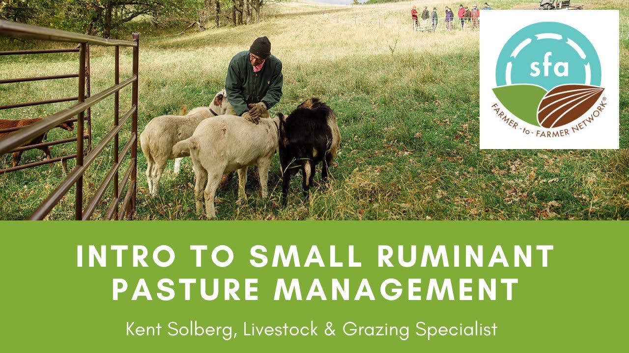 Intro to Small Ruminant Pasture Management YouTube