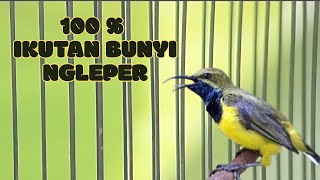 Download Lagu PANCINGAN + TERAPI  SOGON FIGHTER NGLEPER , MUDAH EMOAI DAN NGECER PANJANG MP3