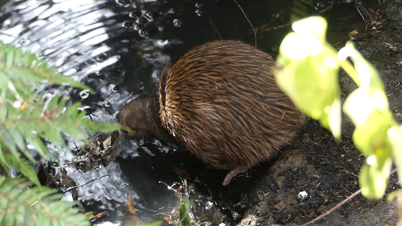 Kiwi drinking from stream on Moturua Island