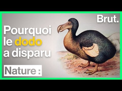 Vidéo: Quand le dodo a-t-il disparu ?