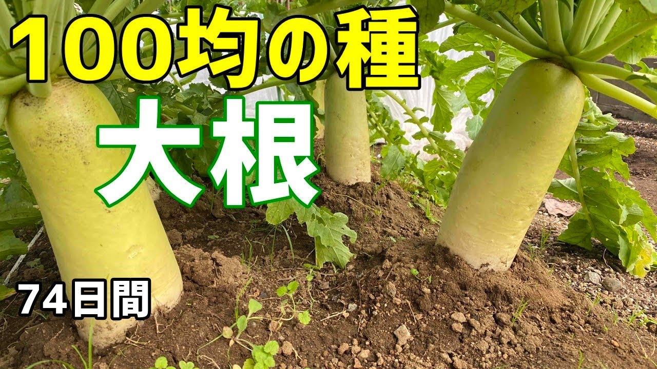 100均 ダイソー の種から大根を育てる 大根の育て方 How To Grow Japanese Radish Youtube