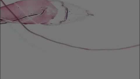 Robots swim with the fishes