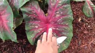 Pruning giant Tea cups, Alocasia & Colocasia Elephant ear plants