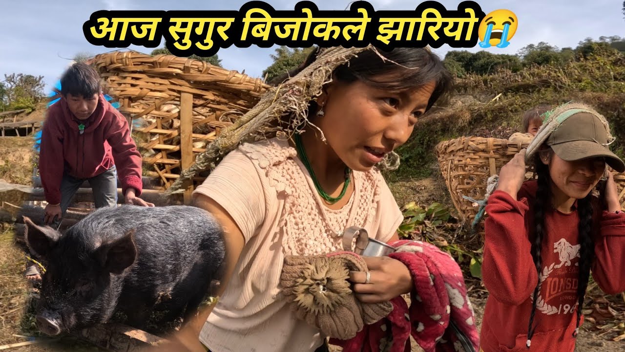 आज सुगुर बिजोकले😭 झारियो बिस्तारो गाउ तिरै सर्नु सुरु भयो?#nismavlog #ruralvillagenepal 