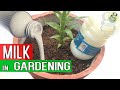 MILK IN GARDENING - Benefits of Milk in Garden Soil as Fertilizer - Blossom End Rot Treatment