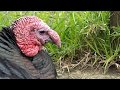 Is that a Turkey? | Pheasantasiam Aviary Update Week 23 2018