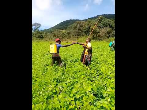 Dalushi Labanga Mahalange Hatali 20 24