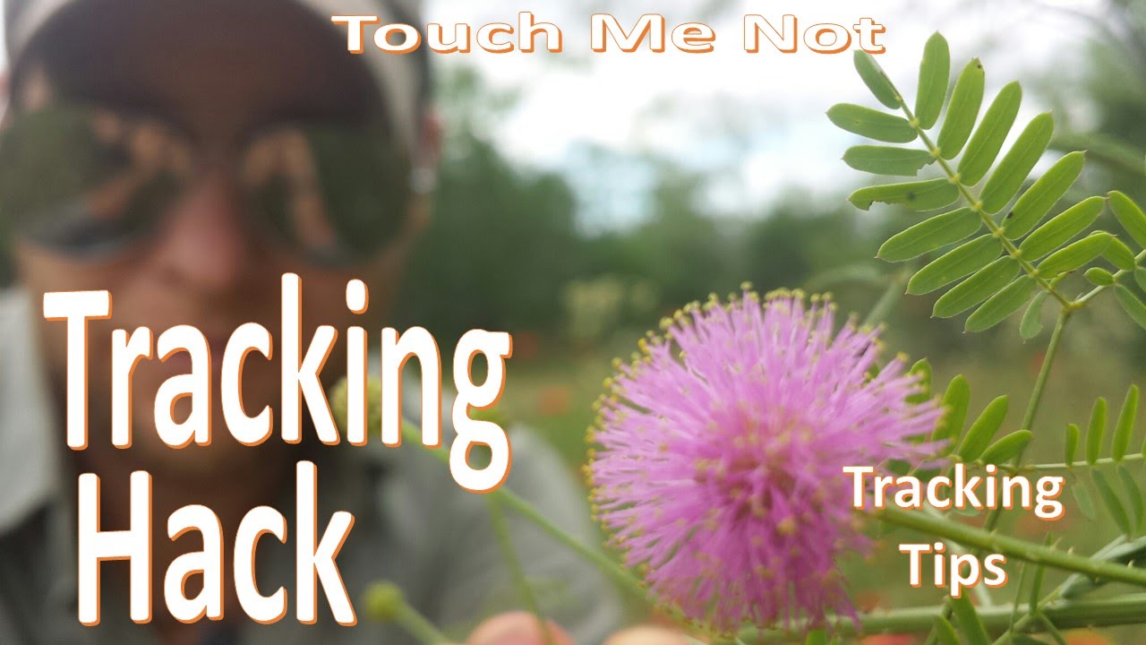sensitive plant pruning Tracking Pro Hack (Reading the Touch Me Not)