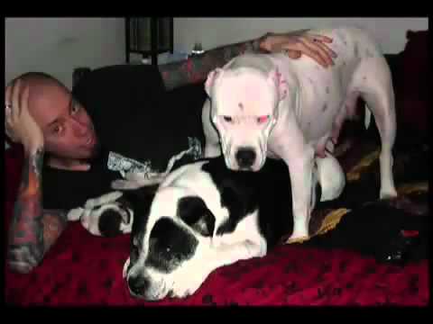 All or Nothing Tattoo- Pitbull Rescue Montage