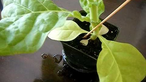 How to Grow Tobacco; Part 4: Final repotting and pinching off plant leaves