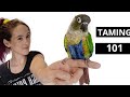 How To Tame and Earn The Trust From A Green Cheek Conure or Other Scared Parrot