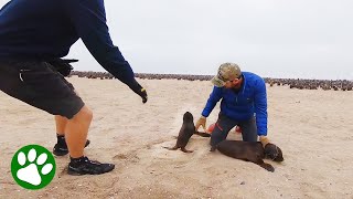 Brave little seal pup tries to protect friend from rescuer by We Love Animals 422,851 views 4 weeks ago 1 minute, 50 seconds