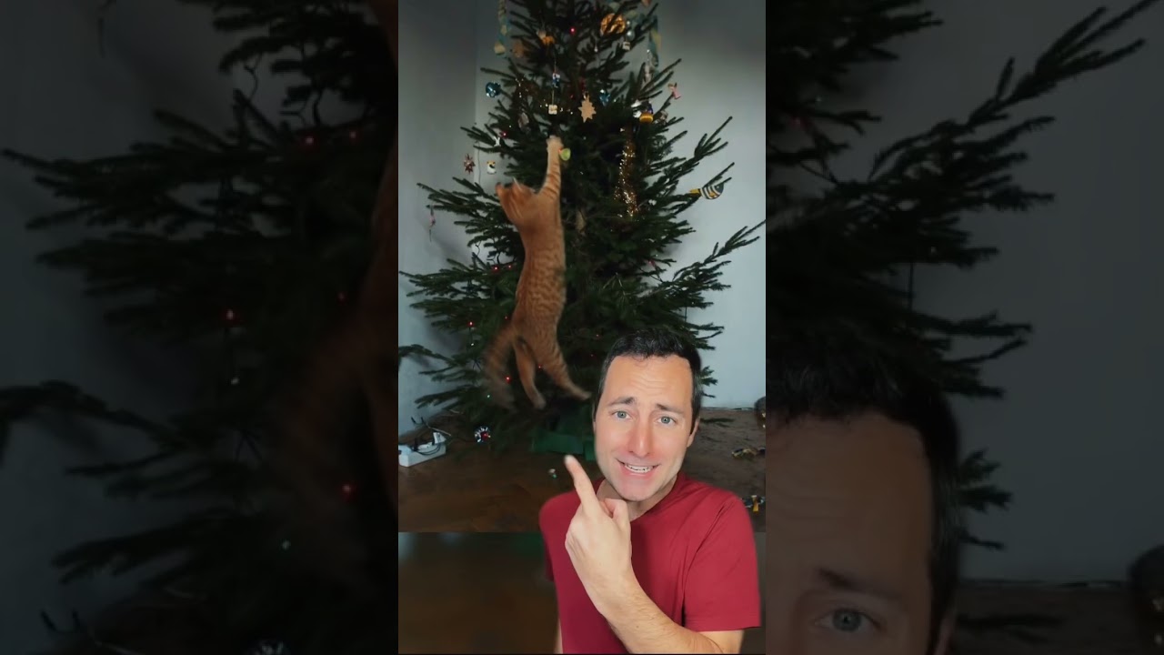 Cats in Christmas Trees 