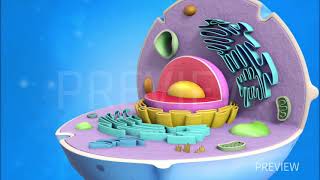 Animal Cell Animation 3D