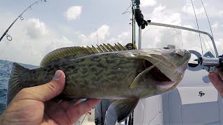 Grouper and Snapper Under The Skyway Bridge!