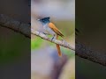 Indian paradise flycatcher female #shelarfarm #birds #nature #wildlife #wildlifeindia