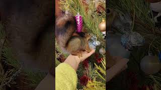 30 декабря - елка наряжена... | Новогодний календарь белочки Сëмочки