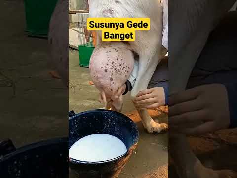 Video: Mesin perah lembu. Mesin pemerah susu isi rumah untuk lembu: ulasan, harga