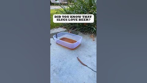 Catch Slugs Effortlessly with This Simple Beer Trick