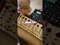 JAMUARY PT.14 ✨️ #jamuary #dawless #synth #electronicmusic #jam