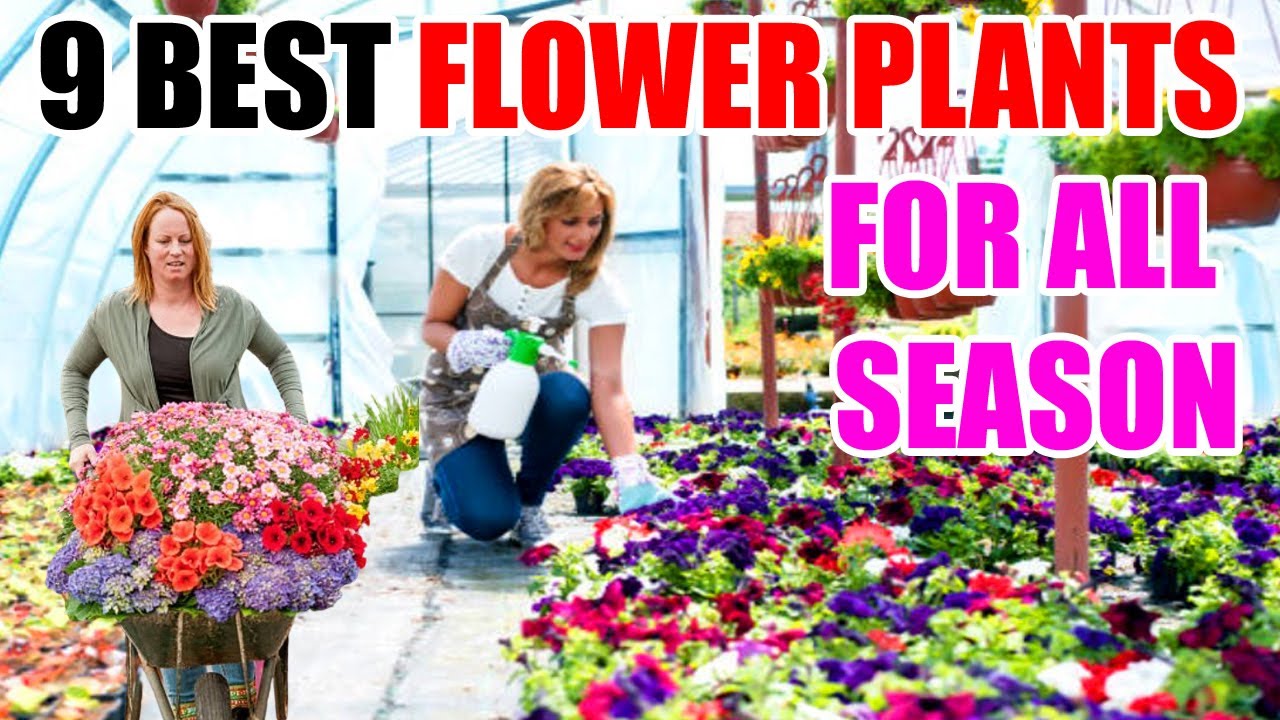 Every Season's Beauty: 9 Best Flower Plants For All Seasons
