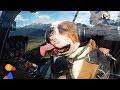 Bulldog Scared of Everything LOVES Helicopter Rides | The Dodo