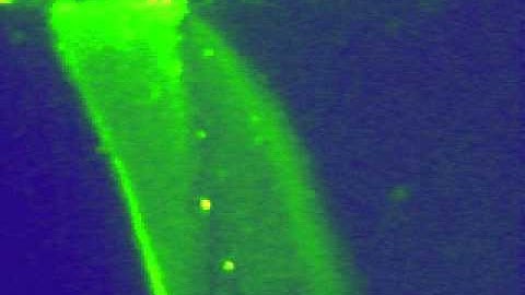 free-flow ITP on chip, inlet area