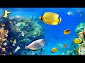 Breathtaking Coral Reef Fish &amp; Ocean Wonders 🐠 Relaxing Aquarium Music for Sleep, Meditation &amp; Yoga