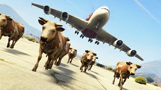 A Herd Of Cows Came In The Runway During Emergency Landing Of Airbus A380 Sfter Crashing Into Plane