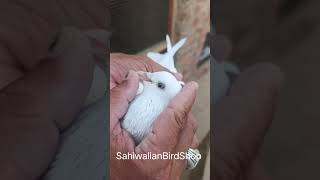 #High flyer pigeons#For sale # SahiwalianBirdShop#Subscribe my youtube channel for more updates
