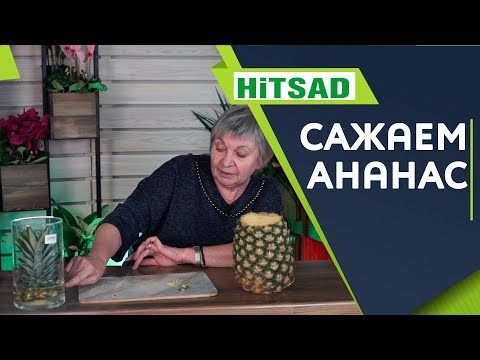 Как вырастить ананас в домашних условиях 🍍