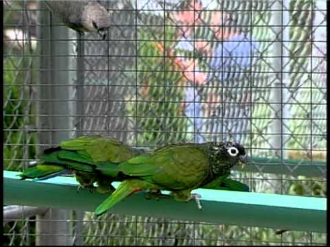 parrot sitter