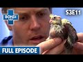 Squashed Cockatiel | FULL EPISODE | S03E11 | Bondi Vet