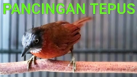 PANCINGAN TEPUS KEPALA ABU !! SUARA KOMPLIT NGEBREN NYIUL