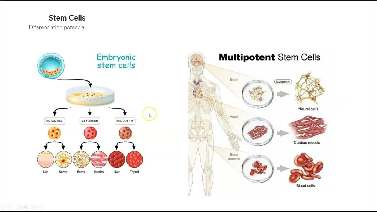 Methods to treat loss of organ funtion