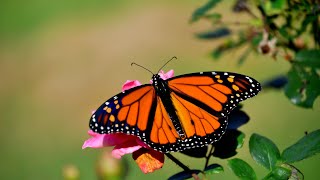 Monarch Butterfly 4K