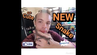 I got a new snake/ jungle jaguar carpet python