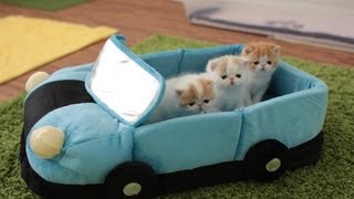 4-Week-Old Kittens Going on a Car Ride